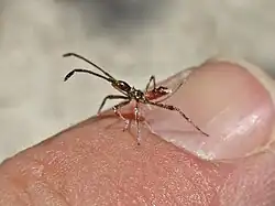 Larve de premier stade.