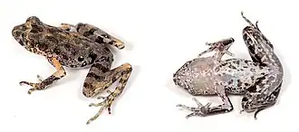 Description de l'image Leptolalax fritinniens (10.3897-evolsyst.2.27020) Figure 2 (cropped).jpg.