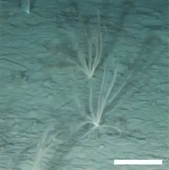 Comatule profonde de Méditerranée (Leptometra phalangium)