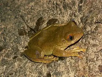 Description de l'image Leptopelis rufus01.jpg.