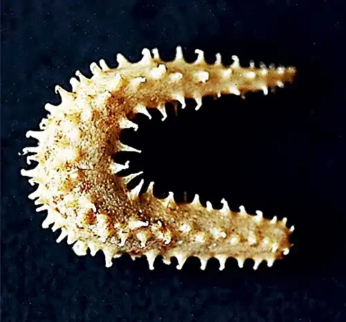 Paraleptopentacta tergestina