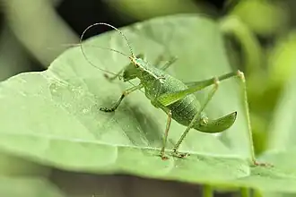 Leptophye ponctuée femelle.