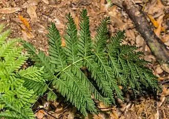Description de cette image, également commentée ci-après