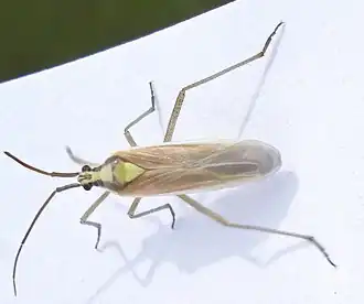 Description de l'image Leptopterna ferrugata 1.jpg.