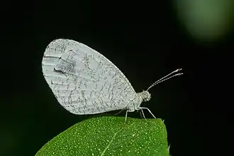 LeptosiainiLeptosia nina