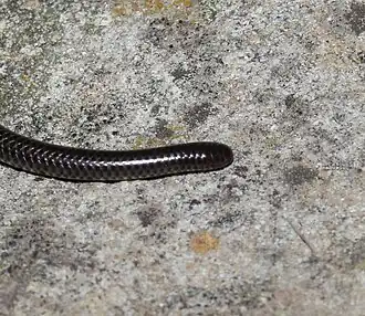 Description de l'image Leptotyphlops conjunctus close up.jpg.