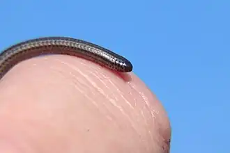 Description de l'image Leptotyphlops distanti head close up.jpg.