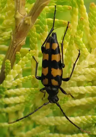 Leptura quadrifasciata Linnaeus, 1758