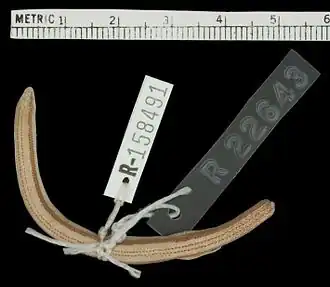 Description de l'image Lerista Labialis.jpg.