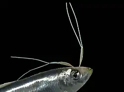 Lernaeenicus sprattae (en) parasitant un sprat (Sprattus sprattus).