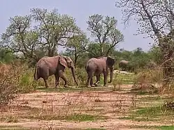 Deux éléphants marchent dans de hautes herbes éparses.