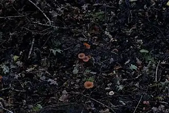 Un bois apprécié par les amateurs de champignons.