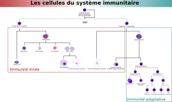 organigramme des types de cellules immunitaires regroupées par type de réponse