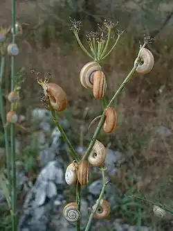 De petits escargots en spirale ronde, rayés de brun et blanc