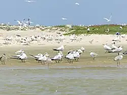 quelques espèces d'oiseaux présentent dans le Parc