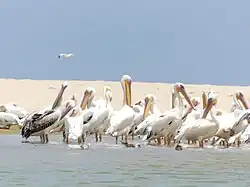 Pelicans du Parc National de la Langue de Barbarie