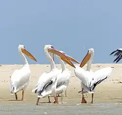 Pelicans du Parc National de la Langue de Barbarie