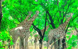 Les girafes au parc national de la bénoué au Cameroun