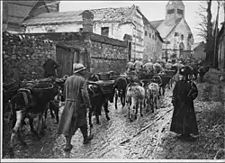 Ânes des tranchées dans les rues de Coivrel