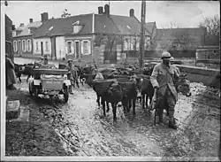 Ânes des tranchées et leur chargement