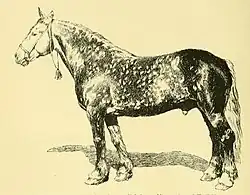 Dessin au crayon d'une cheval costaud vu de profil