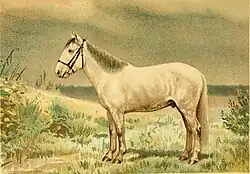 Dessin en couleurs d'un cheval gris vu de profil.