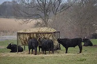 Les taureaux se nourrissant.