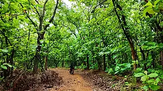 les tectona grandis au parc national de la bénoué