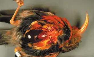 Description de cette image, également commentée ci-après