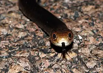 Description de l'image Lesser Black Whip Snake (Demansia vestigiata) (8692361790).jpg.