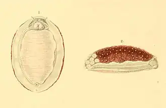 Lessonina ferruginea.