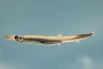 Lestidium atlanticum (Paralepididae)