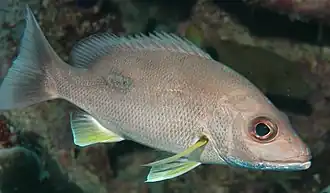 Lethrinus harak
