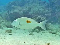 Un capitaine saint-Pierre ou empereur taché (Lethrinus Harak)