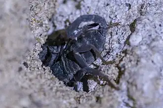 Description de l'image Letoiurus rhodiensis 108080297.jpg.