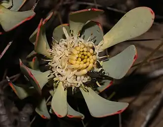 Description de l'image Leucadendron arcuatum 71326981.jpg.