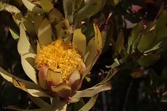 Description de l'image Leucadendron barkerae 15775707.jpg.