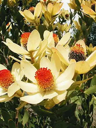 Description de l'image Leucadendron discolor - Flame Tips.jpg.