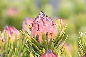 Description de l'image Leucadendron dregei 15611580.jpg.