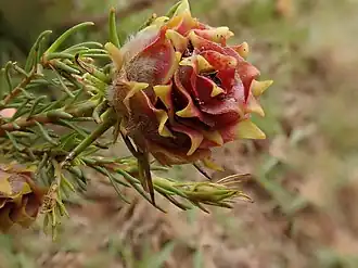 Description de l'image Leucadendron laxum 62180218.jpg.