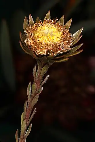 Description de l'image Leucadendron nitidum 5Dsr 0468-01.jpg.