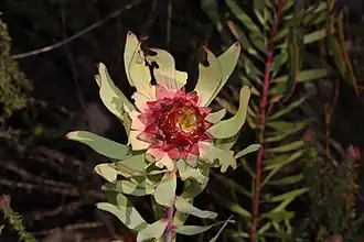 Description de l'image Leucadendron pubibracteolatum 15531248.jpg.