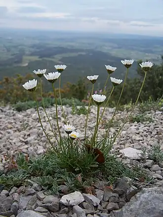 Marguerite à feuilles de graminées.