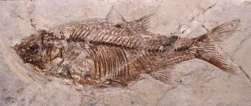 Fossile de Leuciscus oeningensis