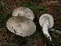Leucoagaricus macrorhizus
