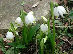 Nivéole printanière.