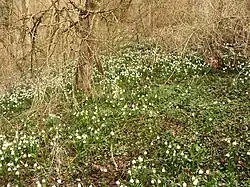 Leucojum vernum dans le sud de l’Allemagne.