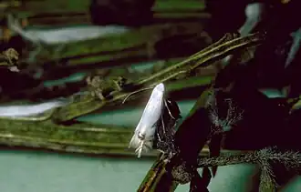 Description de l'image Leucoptera spartifoliella adult.jpg.