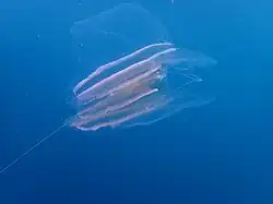 Leucothea multicornis