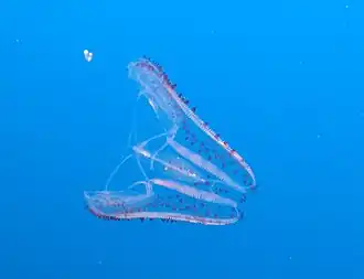 Description de cette image, également commentée ci-après